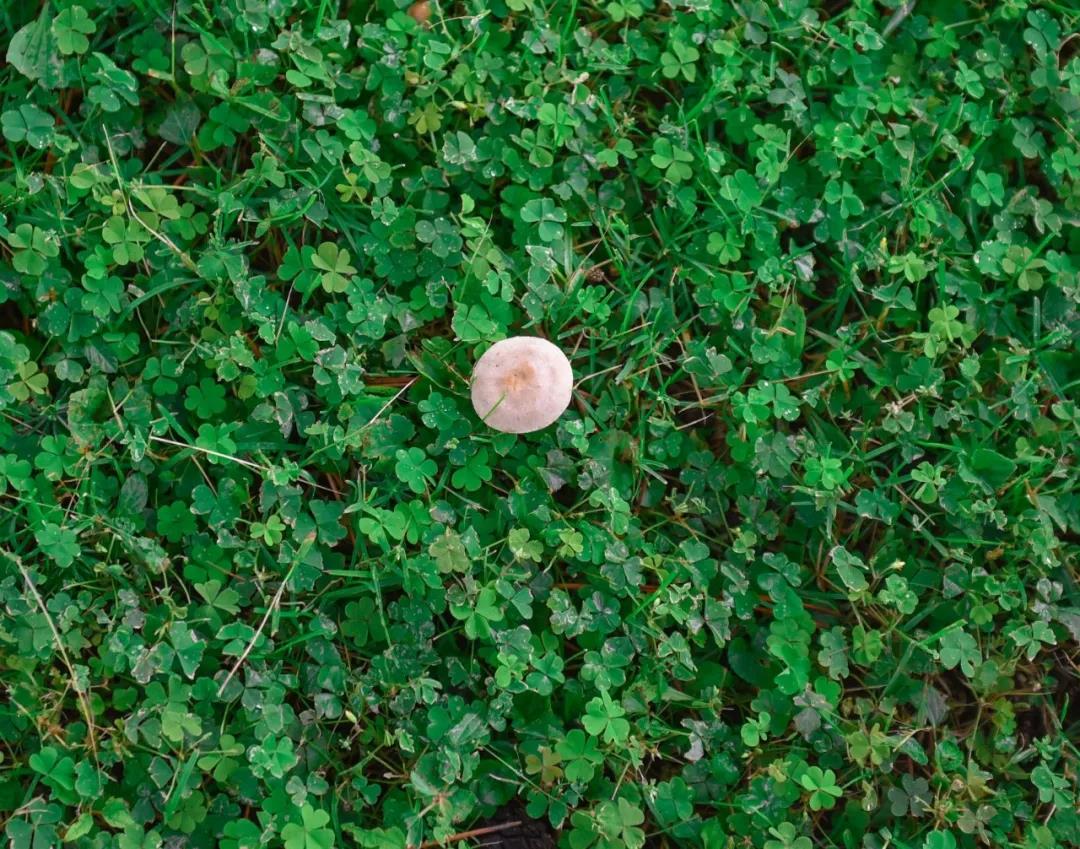 泰国东南亚3D彩票