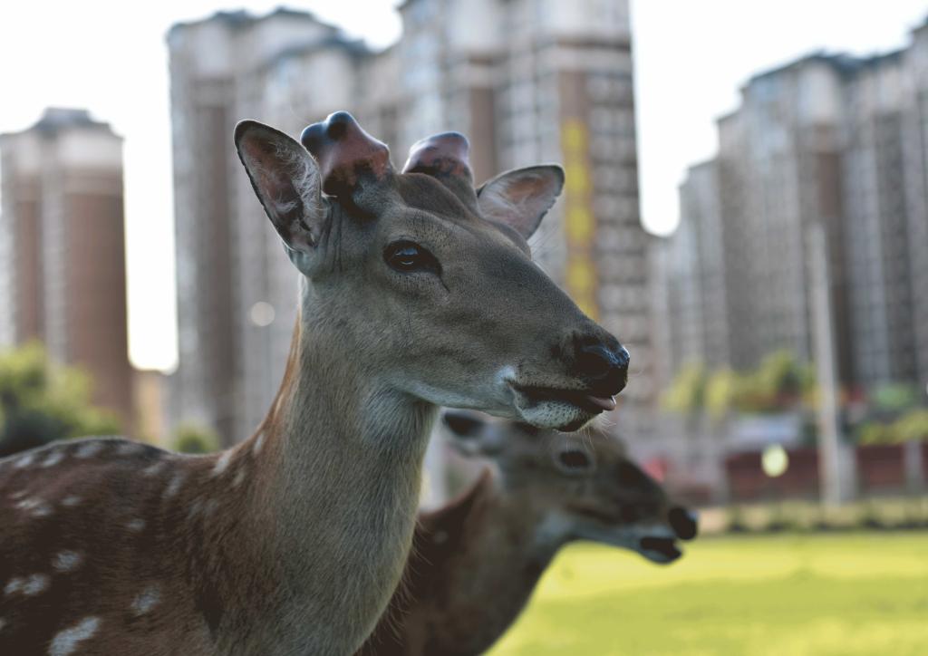 泰国东南亚3D彩票