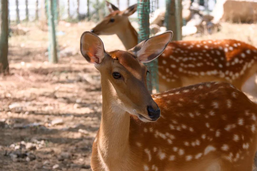 泰国东南亚3D彩票