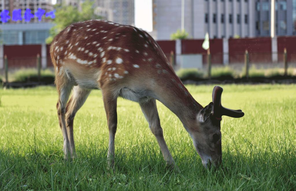 泰国东南亚3D彩票