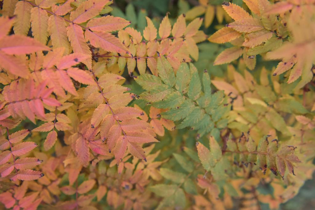 泰国东南亚3D彩票