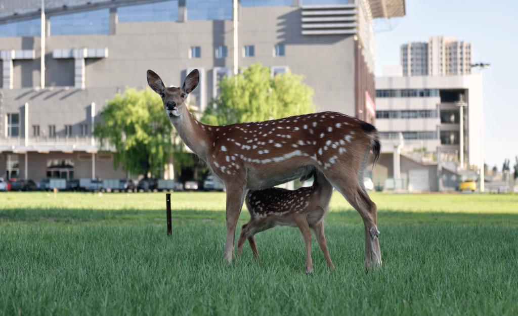 泰国东南亚3D彩票