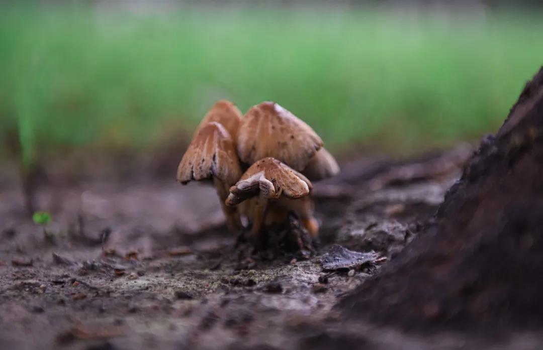 泰国东南亚3D彩票