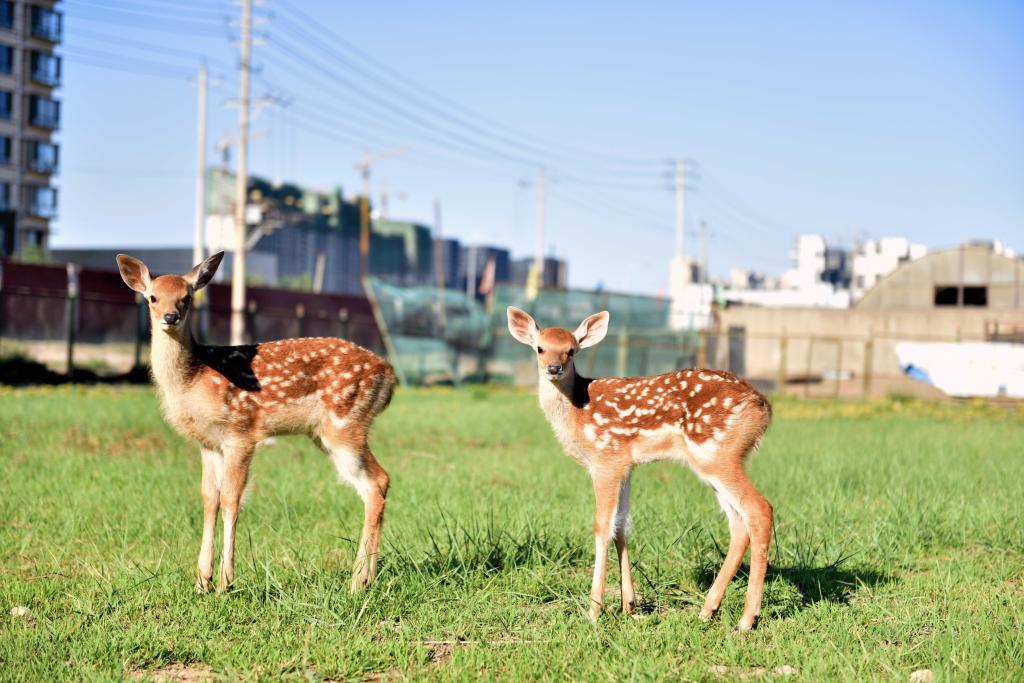 泰国东南亚3D彩票