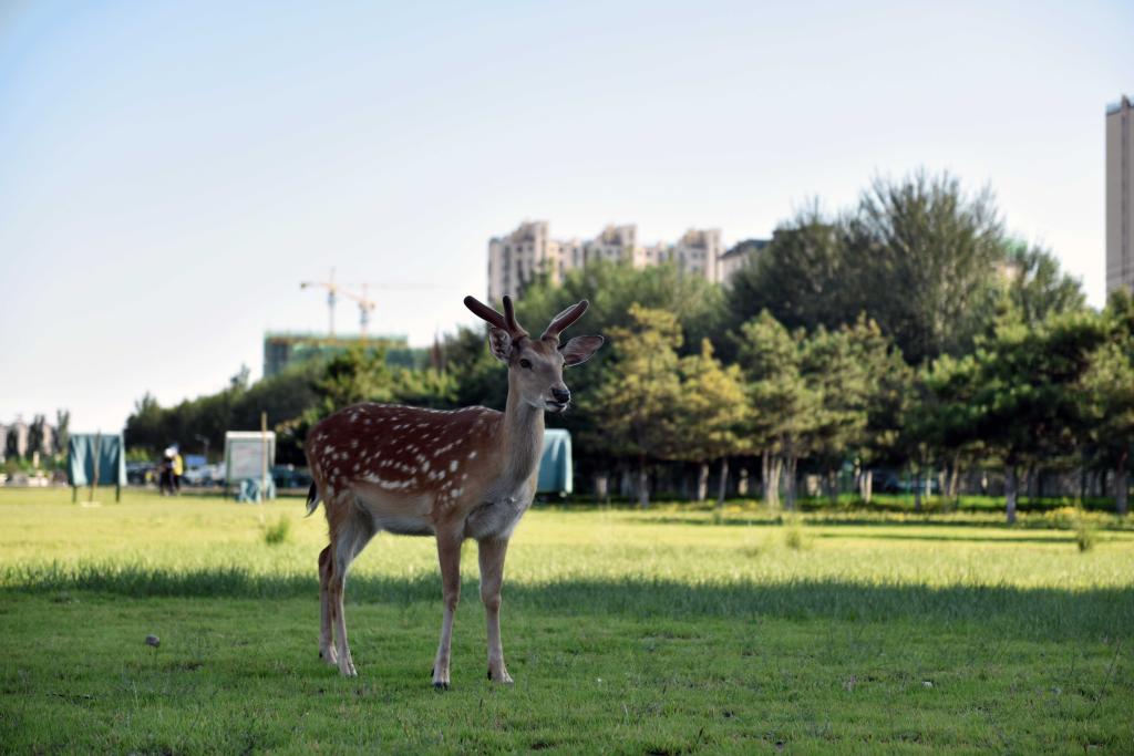 泰国东南亚3D彩票