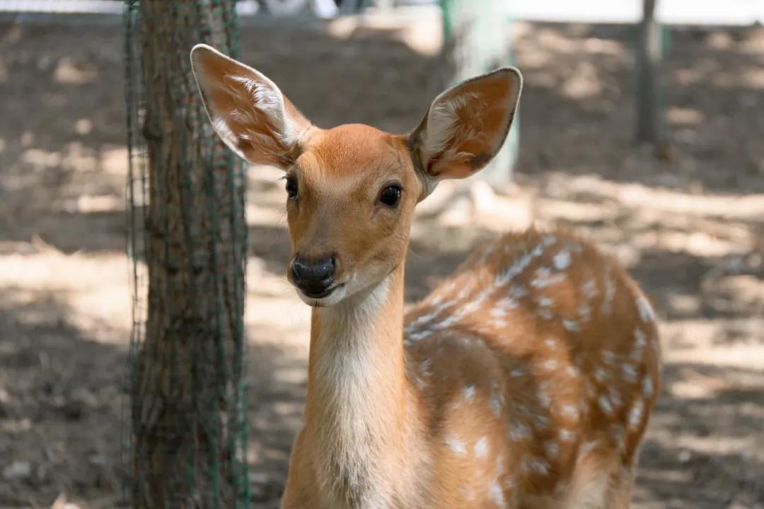 泰国东南亚3D彩票