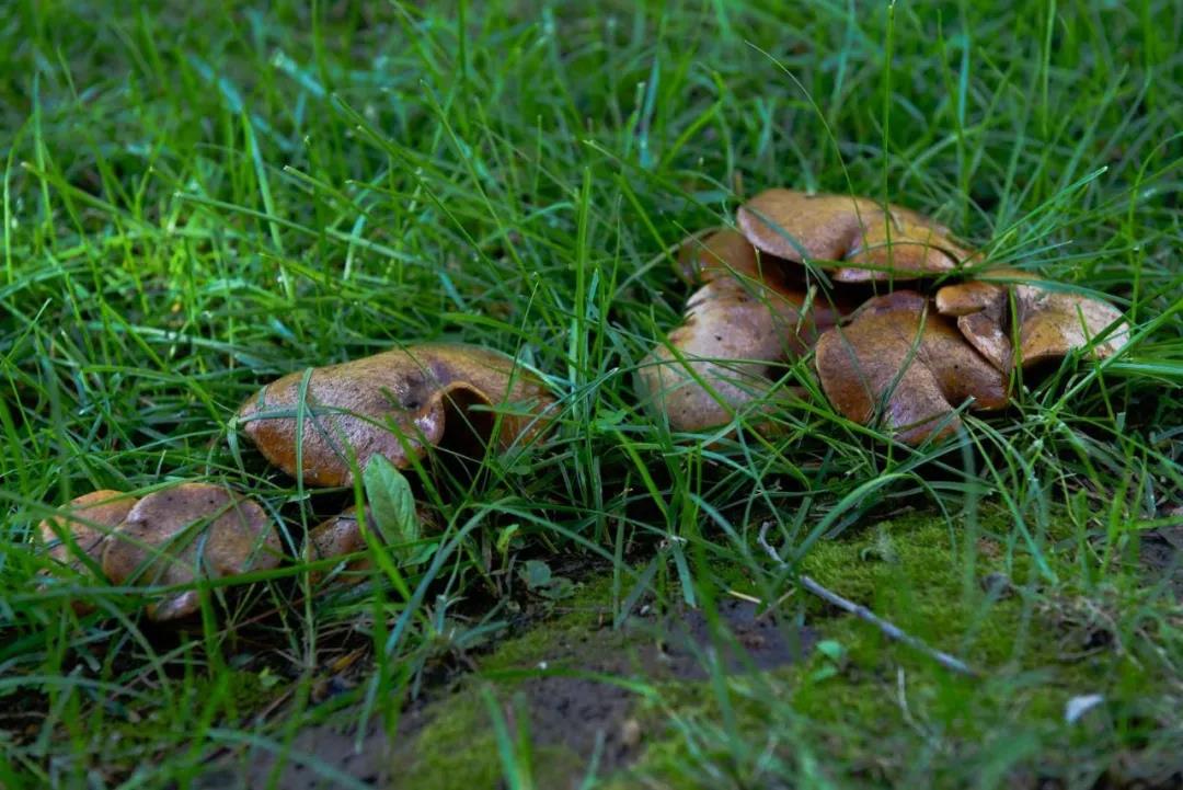 泰国东南亚3D彩票