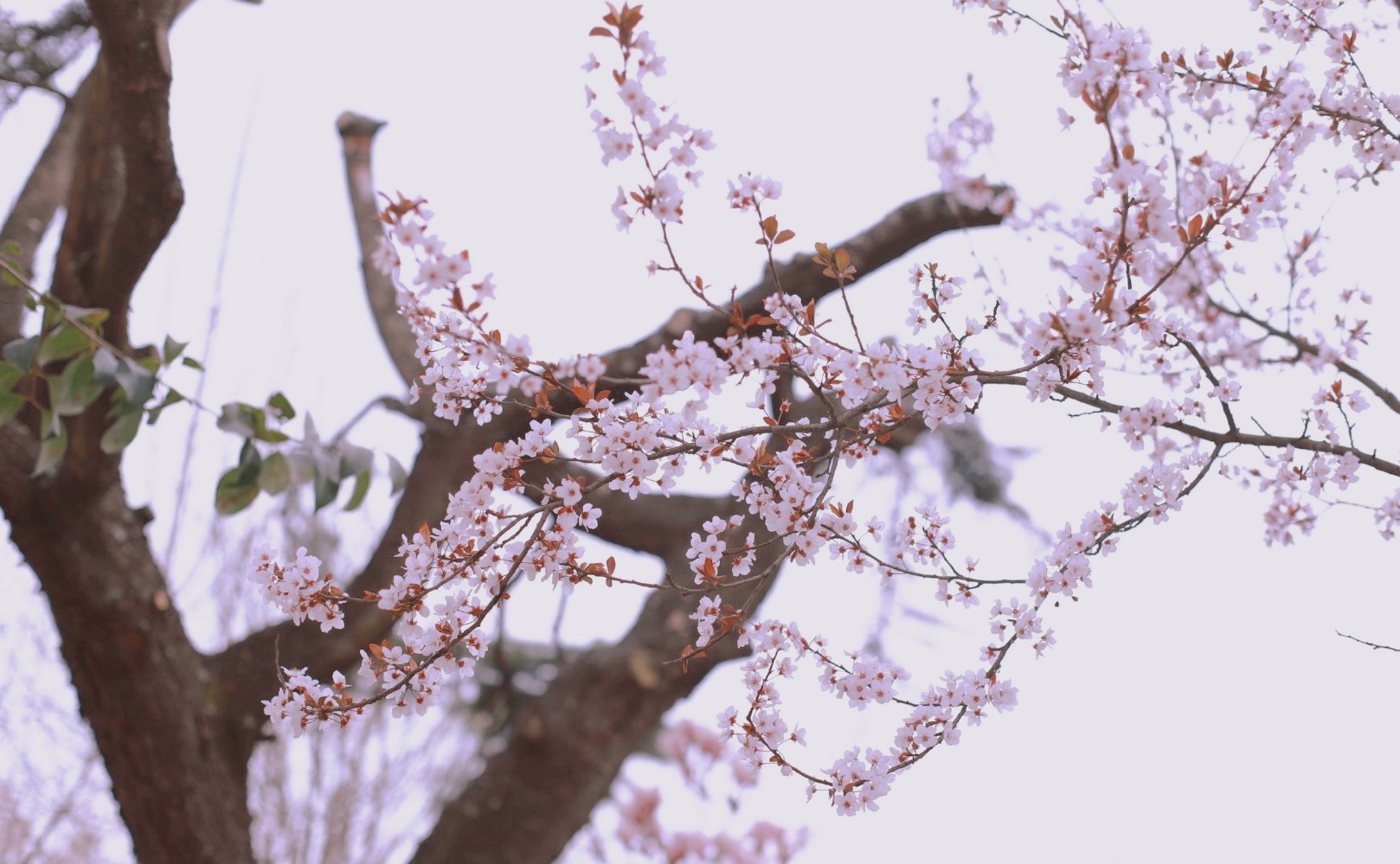 泰国东南亚3D彩票