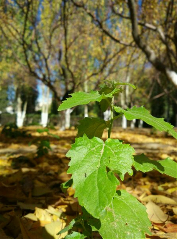 泰国东南亚3D彩票