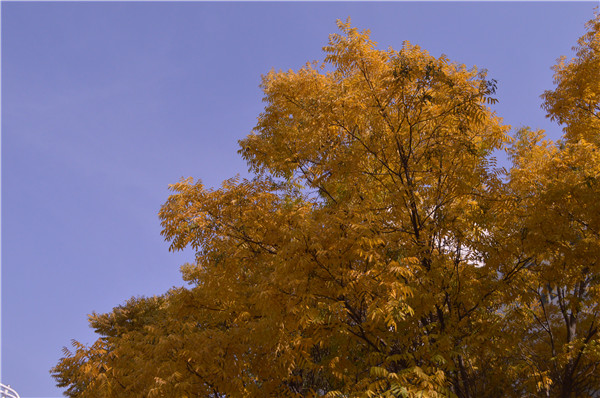 泰国东南亚3D彩票