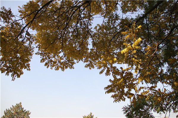 泰国东南亚3D彩票