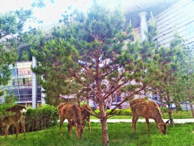 泰国东南亚3D彩票